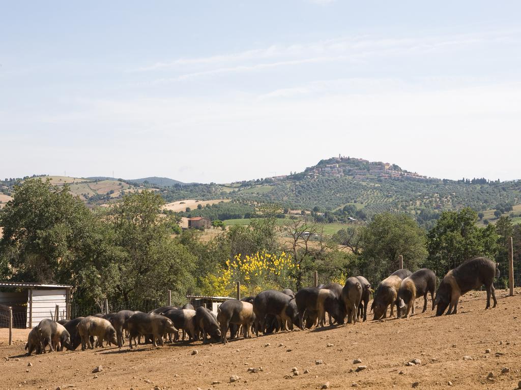 Agriturismo Boschetto Di Montiano Montiano  Kültér fotó