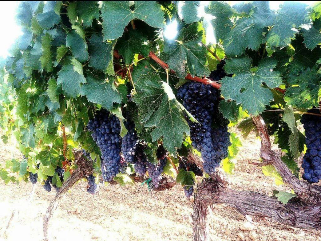 Agriturismo Boschetto Di Montiano Montiano  Kültér fotó