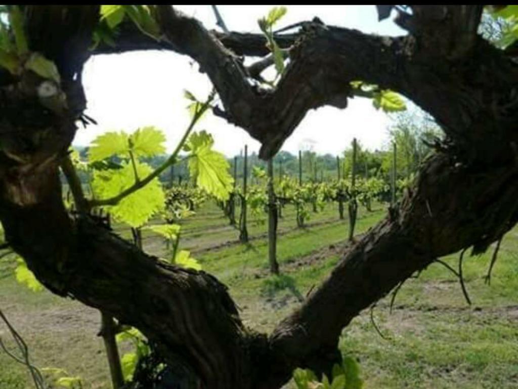 Agriturismo Boschetto Di Montiano Montiano  Kültér fotó
