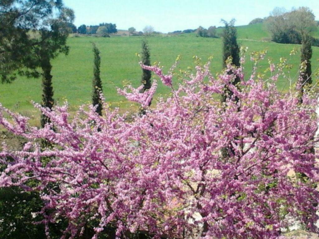 Agriturismo Boschetto Di Montiano Montiano  Kültér fotó